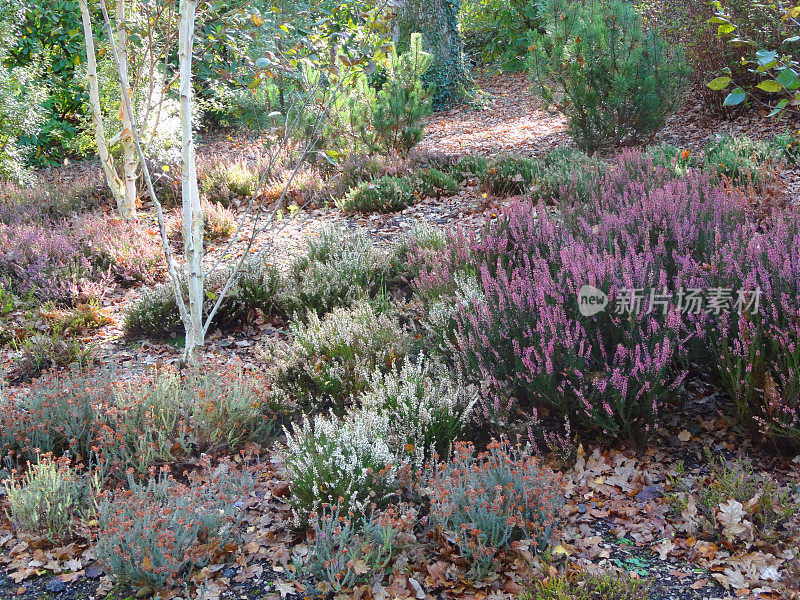 石南花花园，粉红色/紫色花，银桦(jacquemontii)
